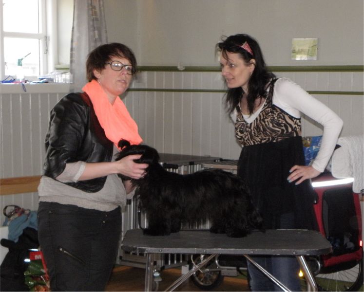 Shih Tzu Danmark 2013